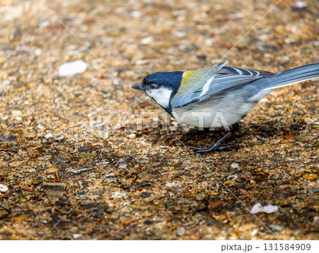 地面を歩くシジュウカラ 131584909