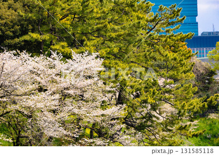 東京　皇居周辺 131585118