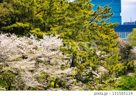 東京　皇居周辺 131585119