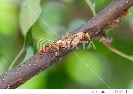リンゴの木のカマキリの食害跡 131585140