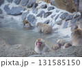 温泉につかる猿 131585150
