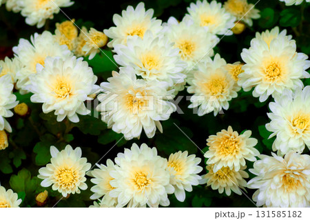 Evening warmth,Bush of white New Belgian aster Symphyotrichum novi belgii 131585182