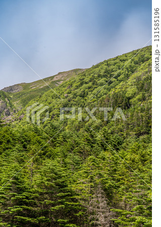 聖沢ルート登山道から見る聖岳（前聖岳）　南アルプス聖岳登山 131585196
