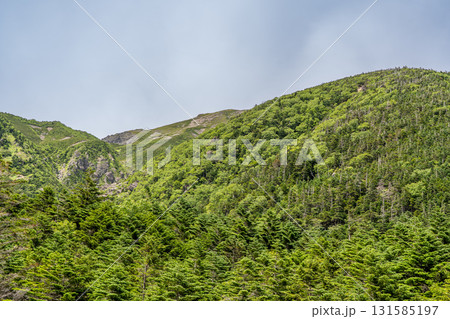 聖沢ルート登山道から見る聖岳（前聖岳）　南アルプス聖岳登山 131585197