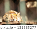 昼寝するキタキツネ 131585277