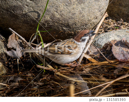 地面を歩くスズメ 131585393