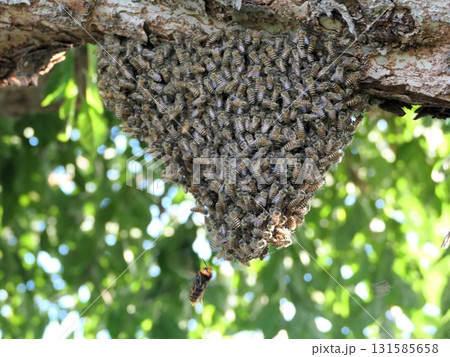 9月季節外れの蜜蜂分蜂　5　オオスズメ蜂襲来 131585658