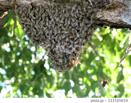 9月季節外れの蜜蜂分蜂　4　オオスズメ蜂襲来 131585659