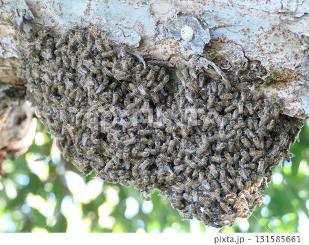 9月季節外れの蜜蜂分蜂　2 131585661