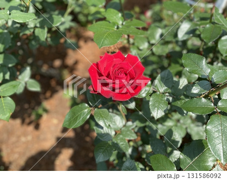 赤い薔薇 131586092