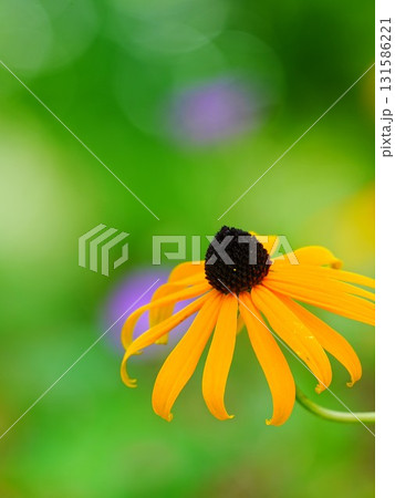 ルドベキアと玉ボケ 131586221