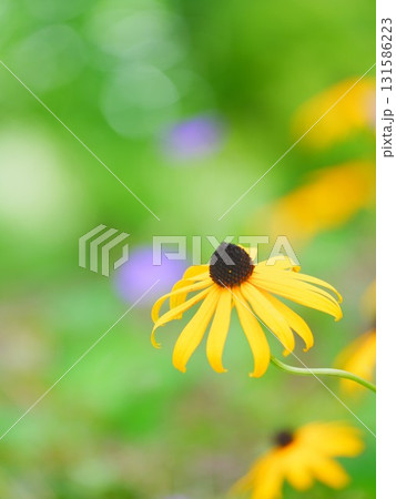 ルドベキアと玉ボケ 131586223