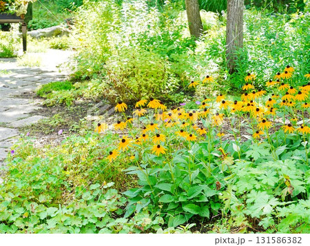 ルドベキア ルドベキア 131586382