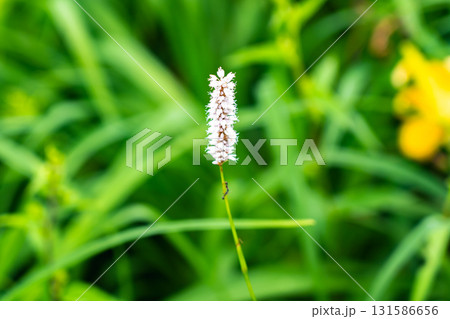 聖平に群落するイブキトラノオ(伊吹虎の尾) 南アルプス聖岳登山 聖平に群落するイブキトラノオ(伊吹虎の尾) 南アルプス聖岳登山 131586656