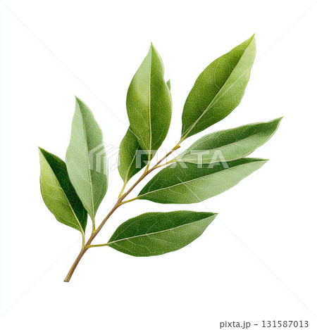 Bay leaf spice botanical illustration herb green plant leaf aromatic culinary Bay leaf spice botanical illustration with green herb leaves aromatic and culinary plant detailed and realistic 131587013