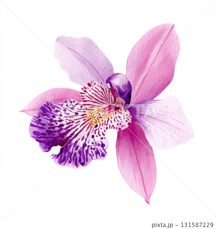 Watercolor orchid flower with purple petals, pink accents, and yellow center, isolated on white background, delicate and elegant botanical art 131587229