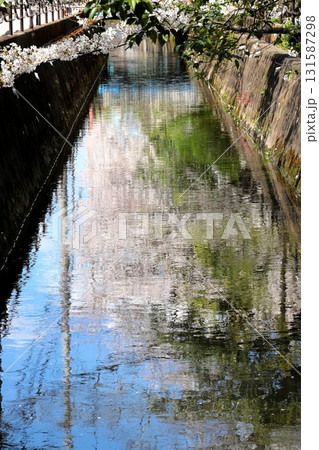 二ヶ領用水の桜 川崎市中原区 タテ位置 二ヶ領用水の桜 川崎市中原区 タテ位置 131587298