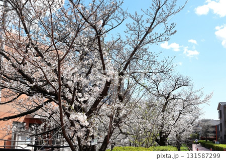 二ヶ領用水の桜 川崎市中原区 二ヶ領用水の桜 川崎市中原区 131587299