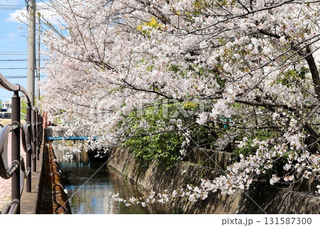 二ヶ領用水の桜　川崎市中原区 131587300