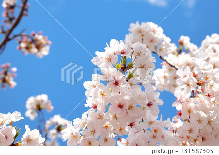 二ヶ領用水の桜　川崎市中原区 131587305