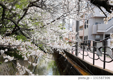 二ヶ領用水の桜　川崎市中原区 131587306