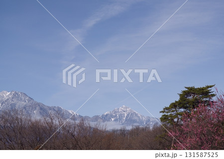 雪山を背景に咲く春の梅花 131587525