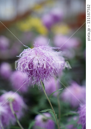 菊花展で披露されている豪華な大輪の菊 131587582