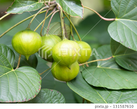 オオアブラギリの若い果実と葉 131587610
