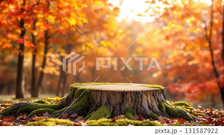 Tree stump podium autumn forest golden sunlight wooden platform nature display 131587922
