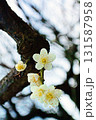 梅の花 131587958
