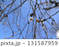 梅の花 131587959