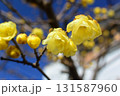 梅の花 131587960