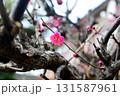 梅の花 131587961