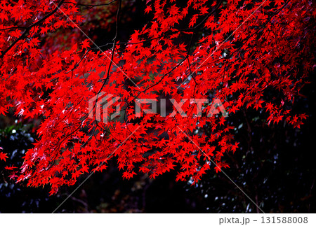 真っ赤に紅葉したモミジ 131588008