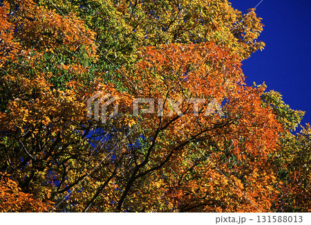 紅葉真っ盛りの木々が青空に映える 131588013