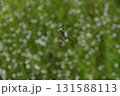 ジョロウグモ 131588113