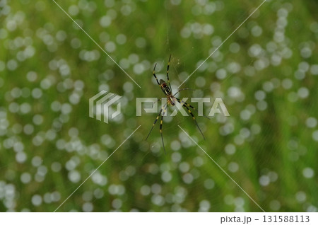 ジョロウグモ ジョロウグモ 131588113