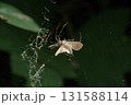 蛾を捕まえたジョロウグモ 131588114