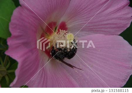 フヨウの花とタイワンタケクマバチ フヨウの花とタイワンタケクマバチ 131588115