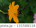 キバナコスモスの花とタイワンタケクマバチ 131588118