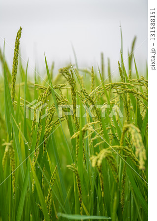 朝露に濡れる稲穂 朝露に濡れる稲穂 131588151