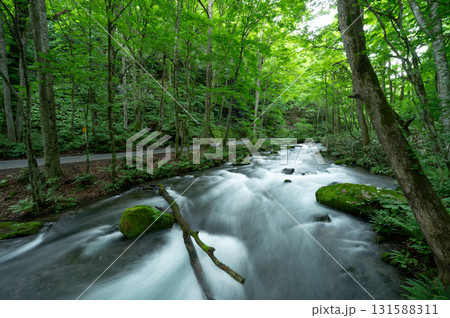 新緑の森を流れる奥入瀬渓流 131588311