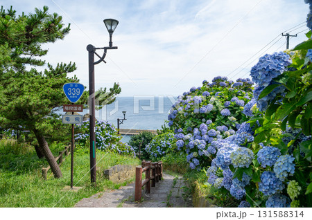 満開の紫陽花と階段国道 満開の紫陽花と階段国道 131588314