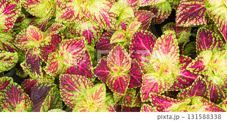 Painted nettle,Red coleus,Coleus blumei,unique leaf patterns Growth Plant Park Patter Background Nature Outdoor, Edcoration Garden, Envrionment Eco Backdrop Concept. 131588338