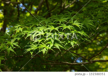 【青森県青森市】野木和公園のモミジの葉 【青森県青森市】野木和公園のモミジの葉 131588351