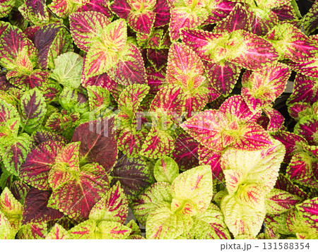 Painted nettle,Red coleus,Coleus blumei,unique leaf patterns Growth Plant Park Patter Background Nature Outdoor, Edcoration Garden, Envrionment Eco Backdrop Concept. Painted nettle,Red coleus,Coleus blumei,unique leaf patterns Growth Plant Park Patter Background Nature Outdoor, Edcoration Garden, Envrionment Eco Backdrop Concept. 131588354