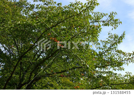 【青森県青森市】野木和公園の紅葉の始まり 131588455