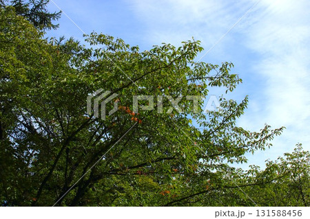 【青森県青森市】野木和公園の紅葉の始まり 131588456