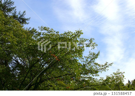 【青森県青森市】野木和公園の紅葉の始まり 【青森県青森市】野木和公園の紅葉の始まり 131588457