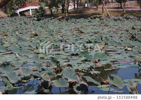 タイ アユタヤ アユタヤ歴史公園の睡蓮 タイ アユタヤ アユタヤ歴史公園の睡蓮 131588498
